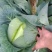 湖北嘉鱼【扁包菜】奥齐娜，绿宝石，莲花白，大量上市！