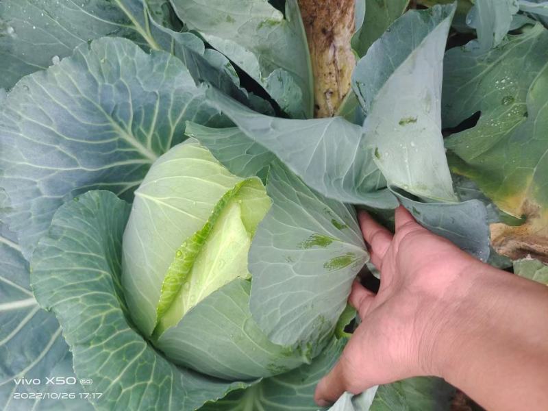 湖北嘉鱼【扁包菜】奥齐娜，绿宝石，莲花白，大量上市！