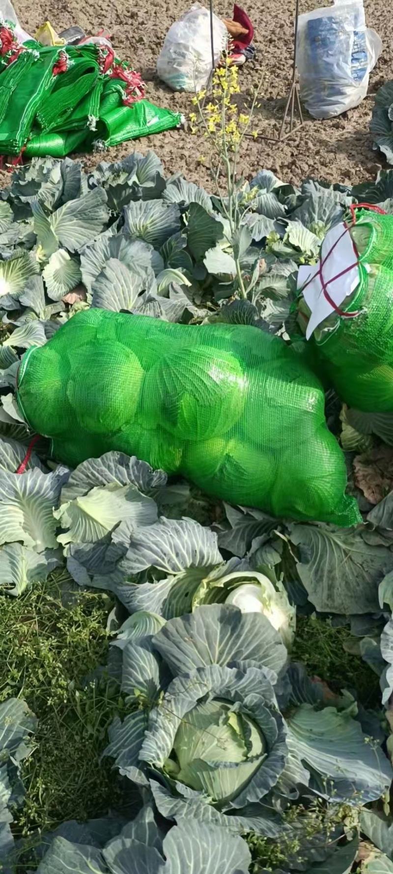 湖北嘉鱼【扁包菜】奥齐娜，绿宝石，莲花白，大量上市！