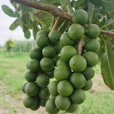 大量供应夏威夷坚果