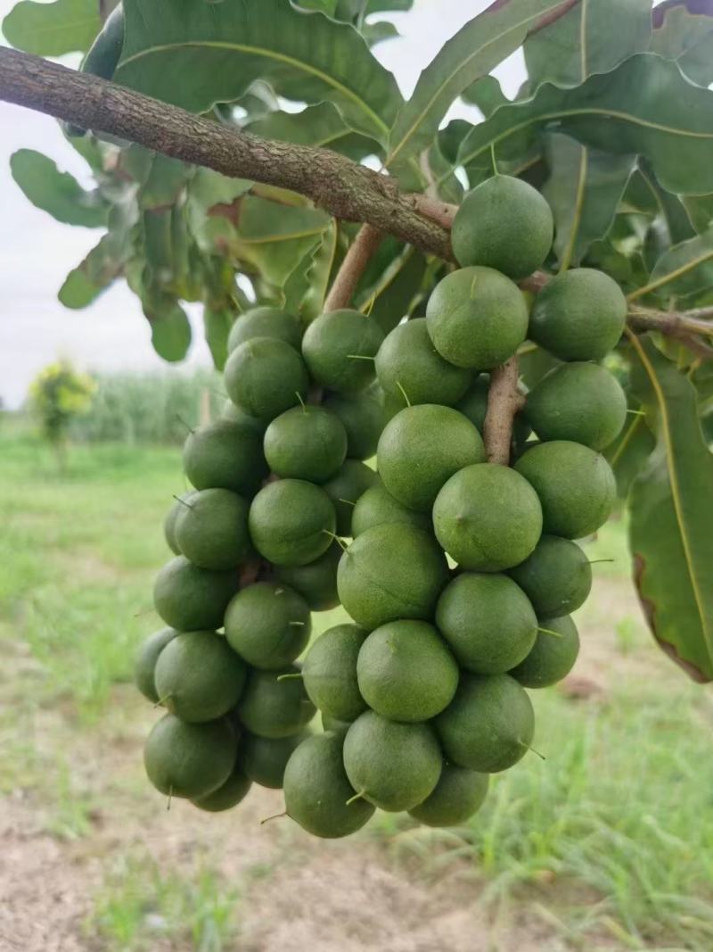 大量供应夏威夷坚果