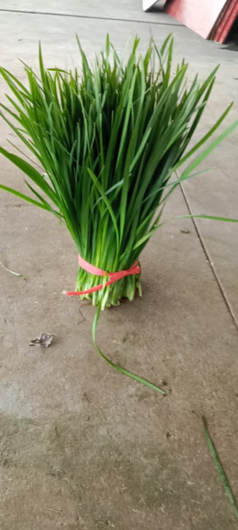 大叶韭菜】湛江徐闻黑红沙土种植常年供应质量保证欢迎来采购