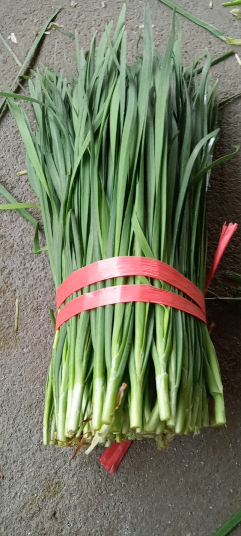 大叶韭菜】湛江徐闻黑红沙土种植常年供应质量保证欢迎来采购