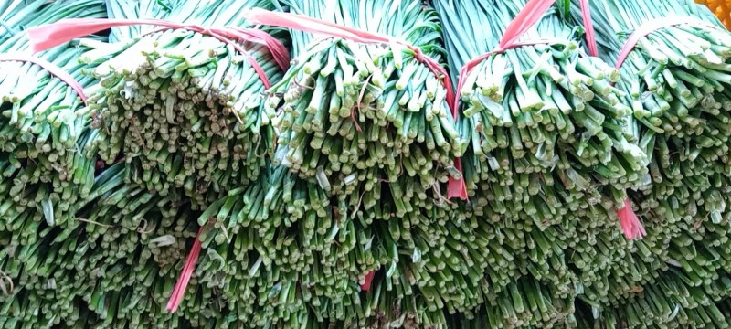 大叶韭菜】湛江徐闻黑红沙土种植常年供应质量保证欢迎来采购