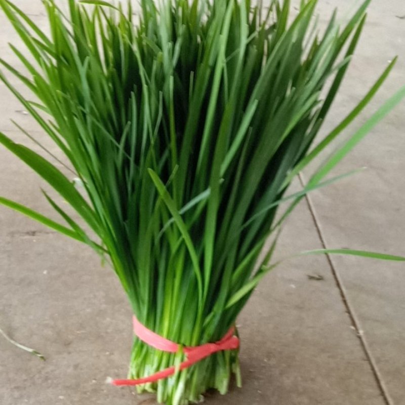 大叶韭菜】湛江徐闻黑红沙土种植常年供应质量保证欢迎来采购