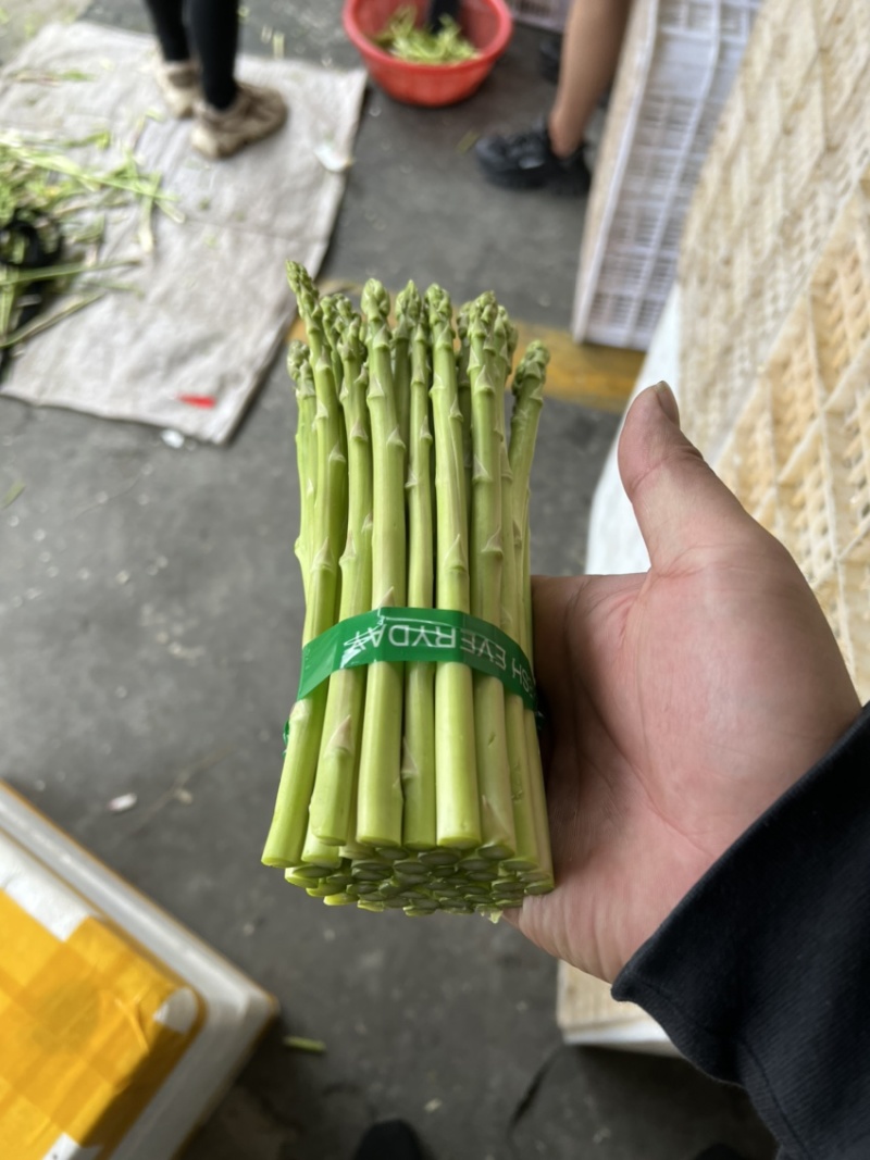 绿芦笋.火爆上市规格齐全.品质优，欢迎各地客商前来选购！