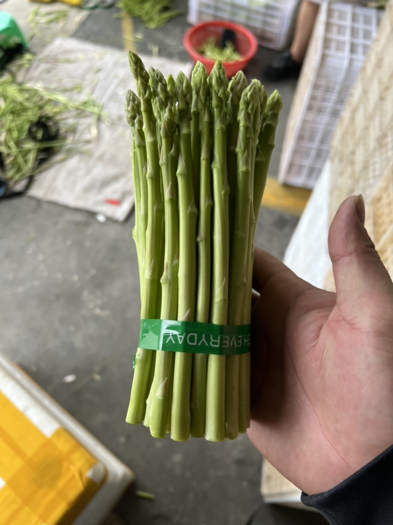 绿芦笋.火爆上市规格齐全.品质优，欢迎各地客商前来选购！