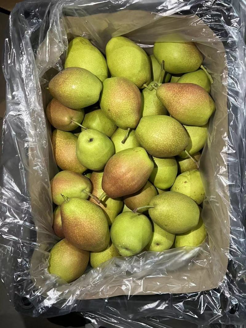 电商红香酥梨高品质价格低