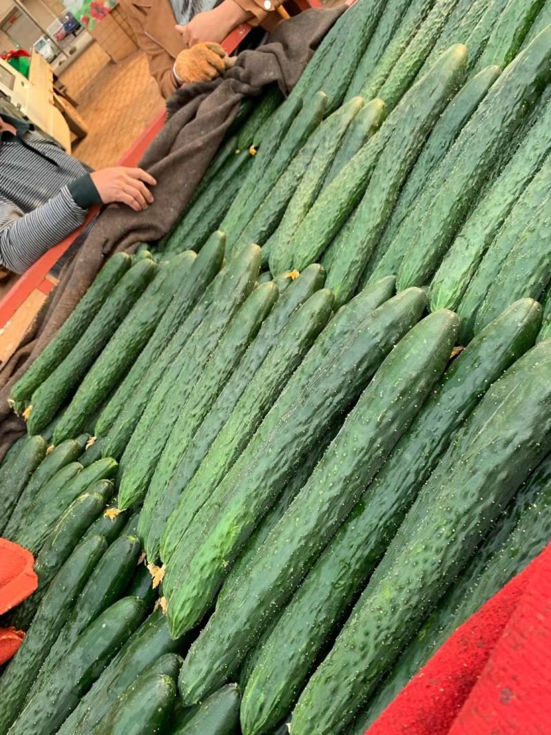 精品青瓜广东湛江徐闻产地一手货源，量大从优，欢迎电联