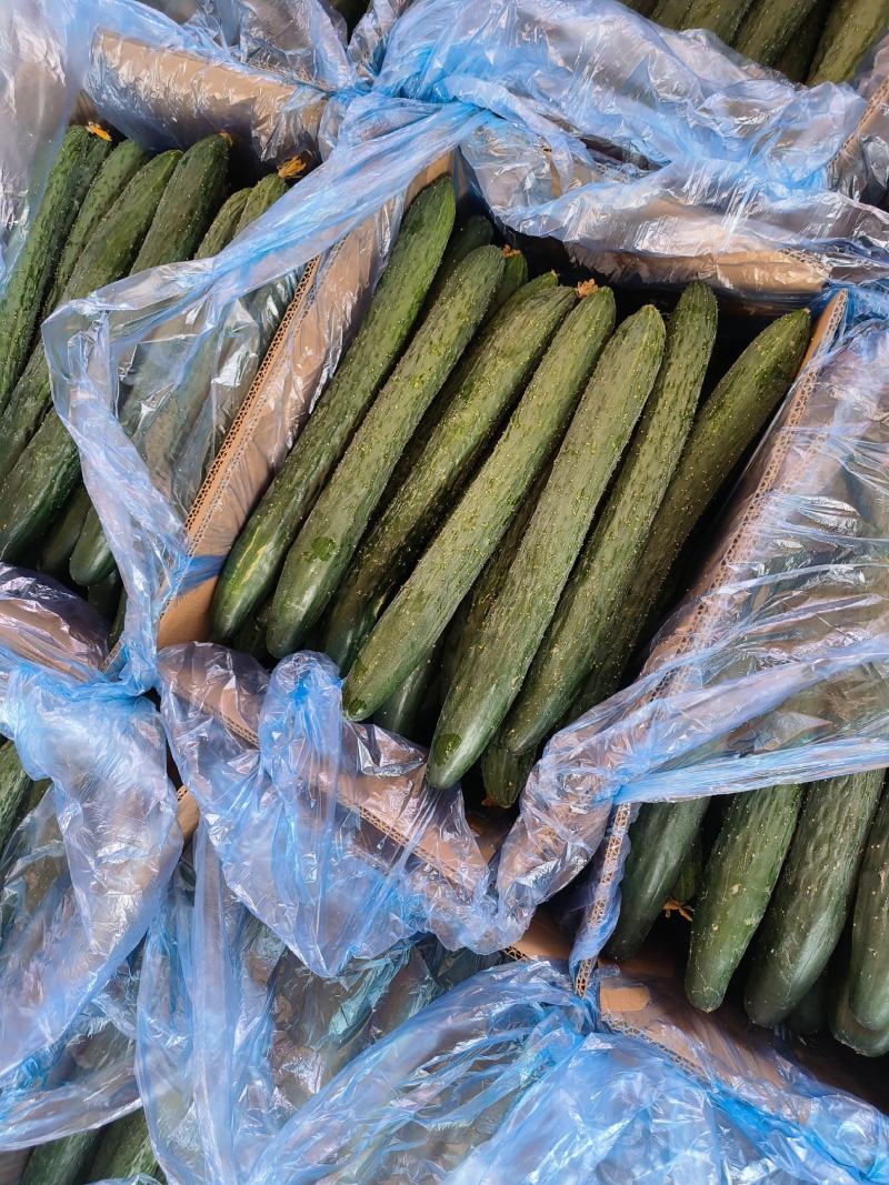 精品青瓜广东湛江徐闻产地一手货源，量大从优，欢迎电联