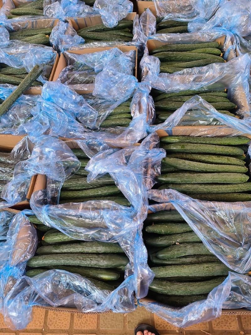 精品青瓜广东湛江徐闻产地一手货源，量大从优，欢迎电联