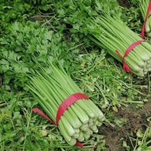 【精品】曹县芹菜大量上市，产地直发，货源充足，新鲜采摘