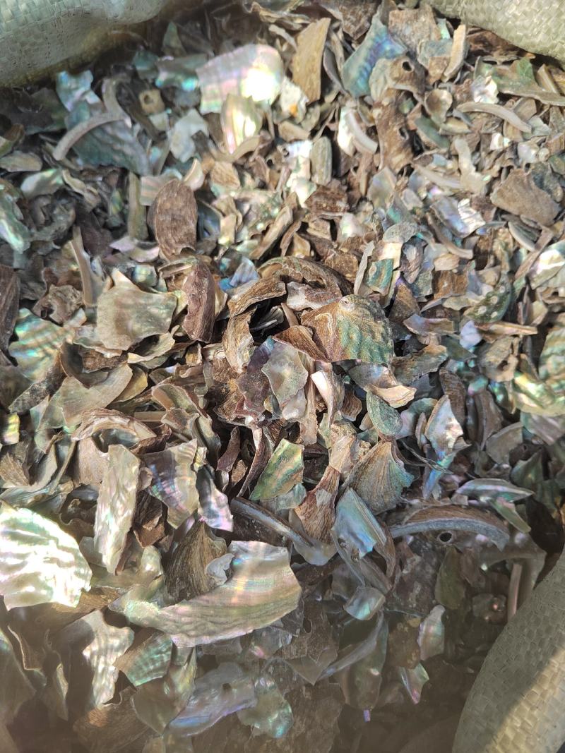 石决明，石决明颗粒。石决明大颗粒，产地一手货源，大货批发