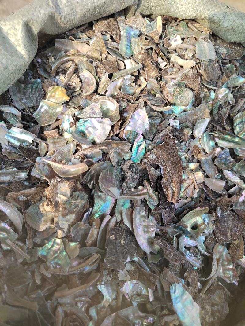 石决明，石决明颗粒。石决明大颗粒，产地一手货源，大货批发