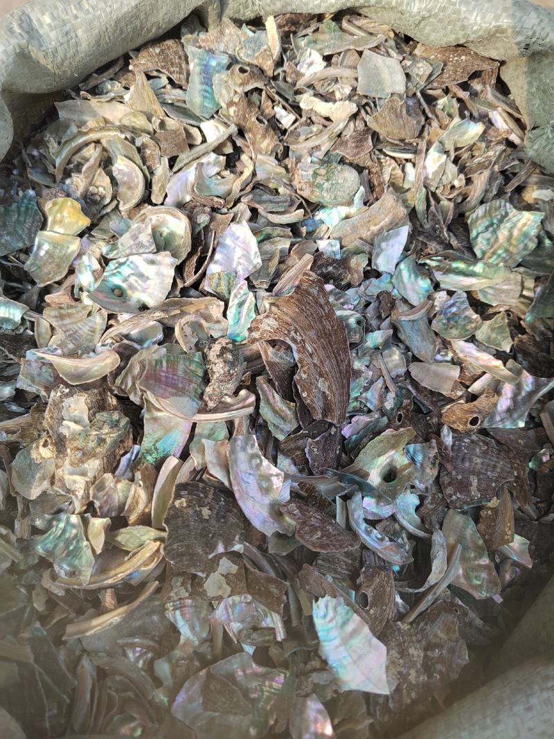 石决明，石决明颗粒。石决明大颗粒，产地一手货源，大货批发