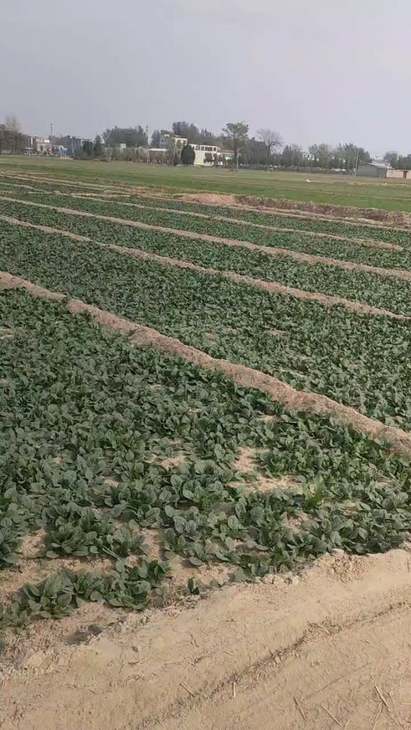 菠菜产地百亩需要的联系另有大蒜