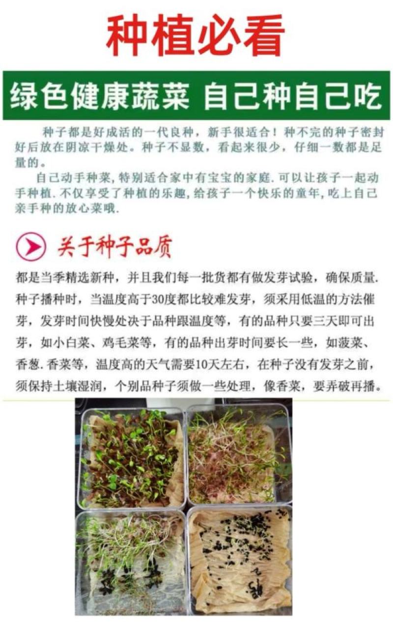 大志食葵向日葵种子观赏向日葵农家庭院阳台种植花卉种子