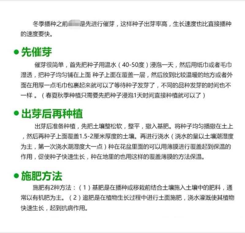 大志食葵向日葵种子观赏向日葵农家庭院阳台种植花卉种子