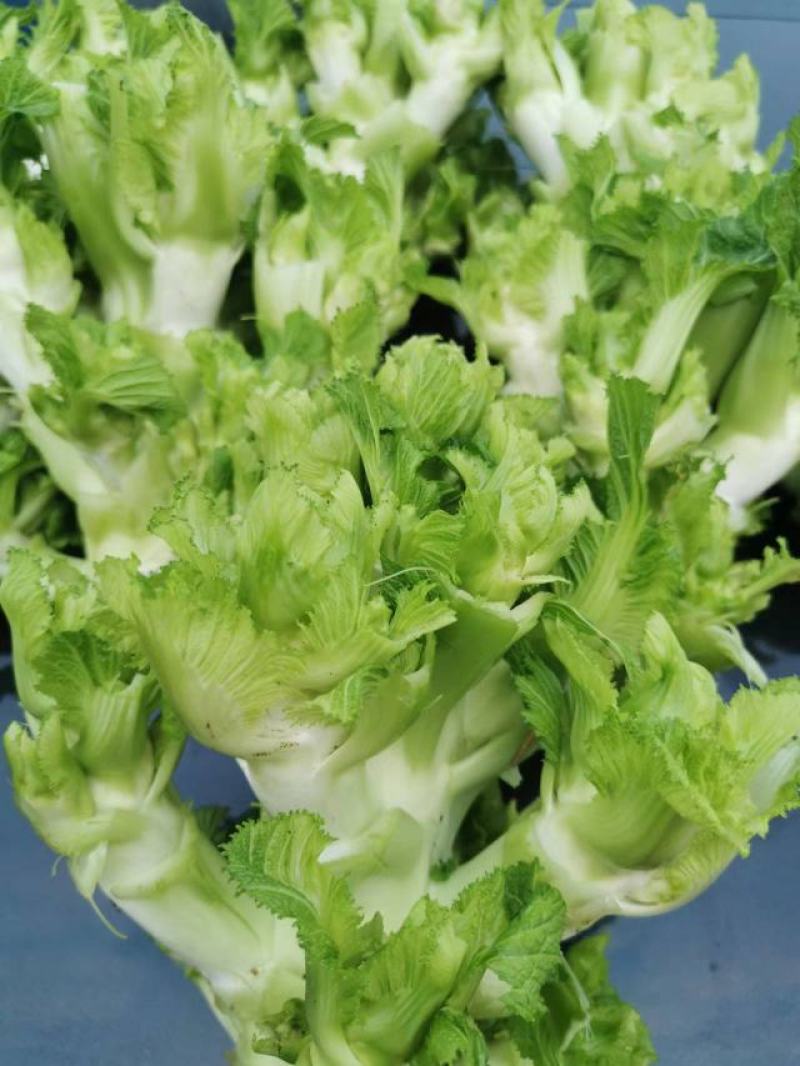 l抱儿菜