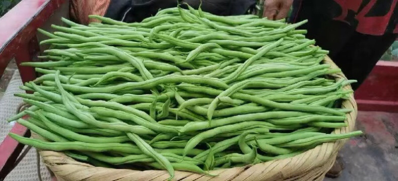 🔥优质无筋豆条形直货儿巴适支持商超拖板车