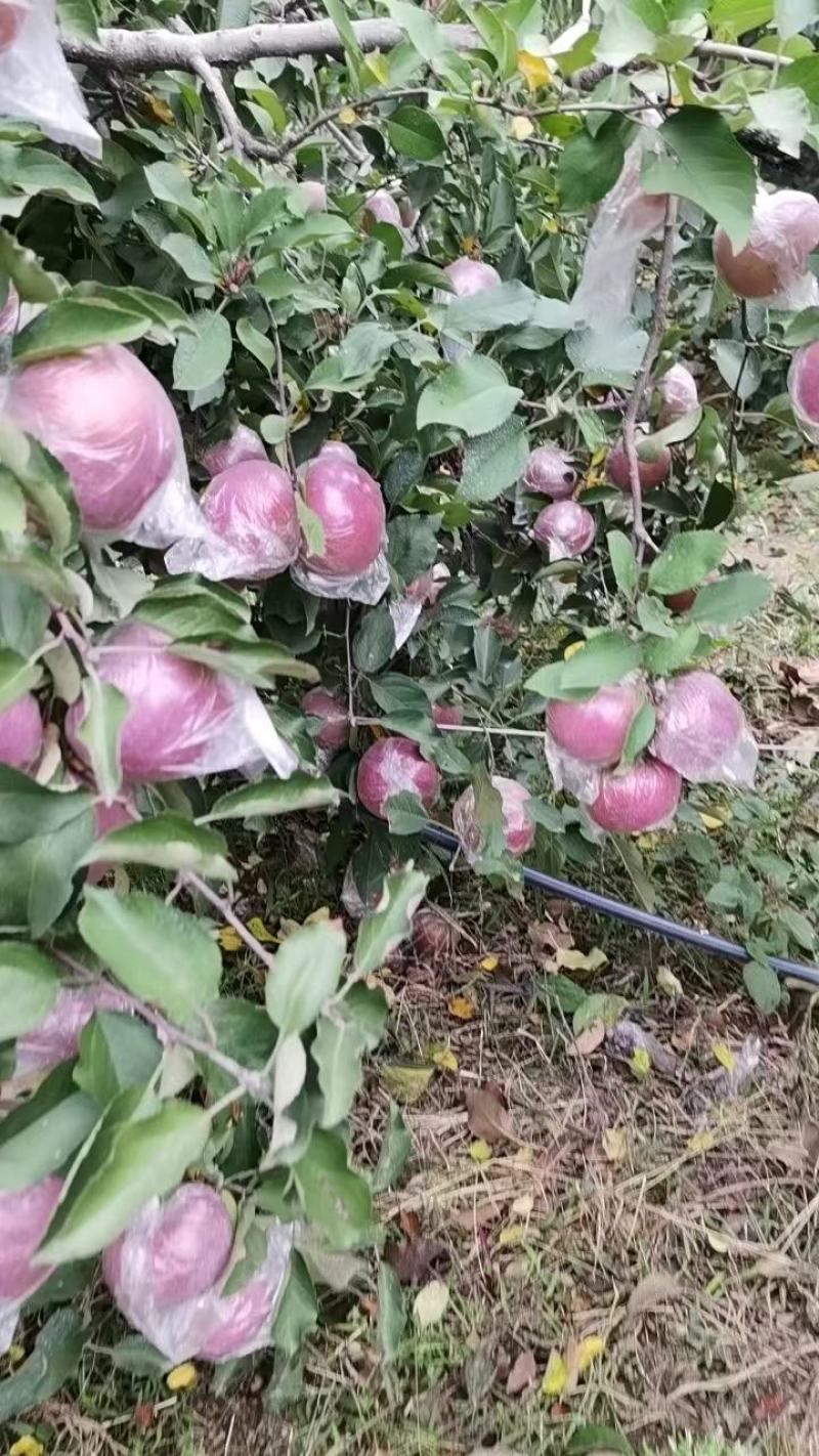 山东红富士苹果产地大量供应优质苹果产地一手货源