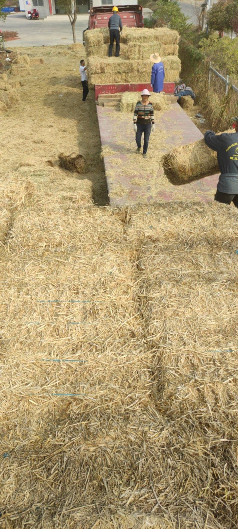 2022新稻草牛草小方包，新草幽香，牛羊爱尝