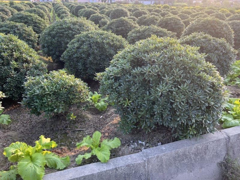 海桐球P120-150-180-200-220-250
