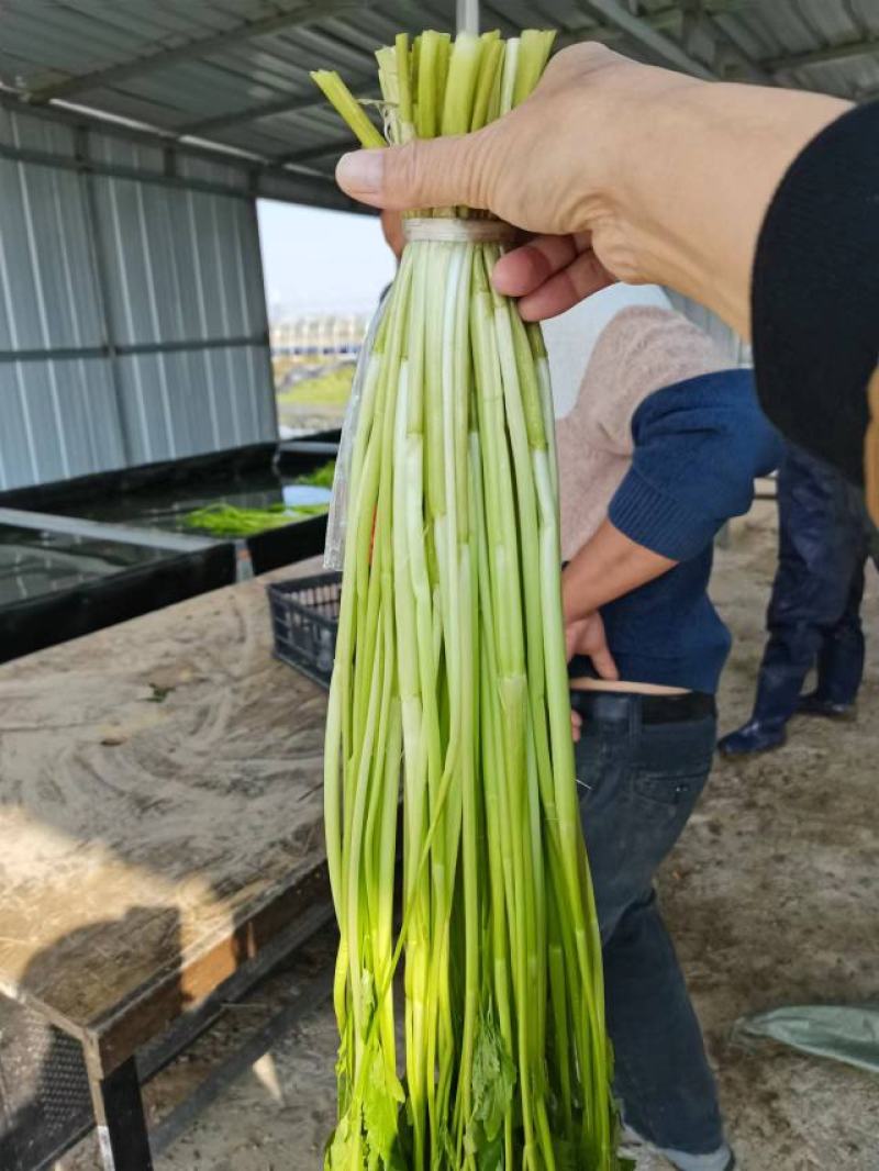 水芹菜