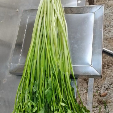 水芹菜