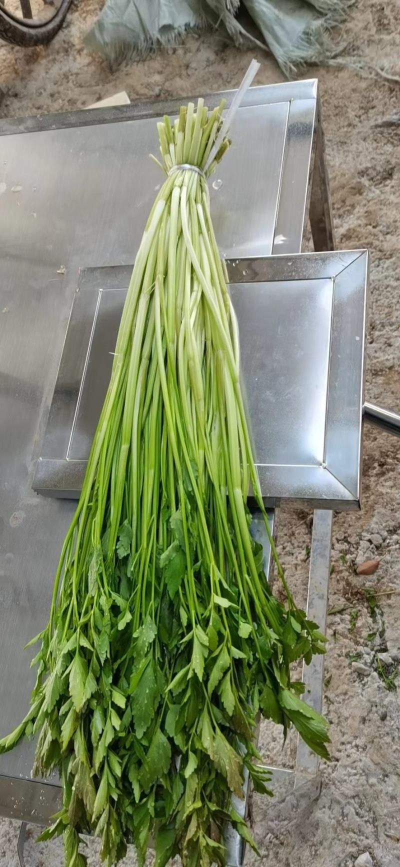 水芹菜