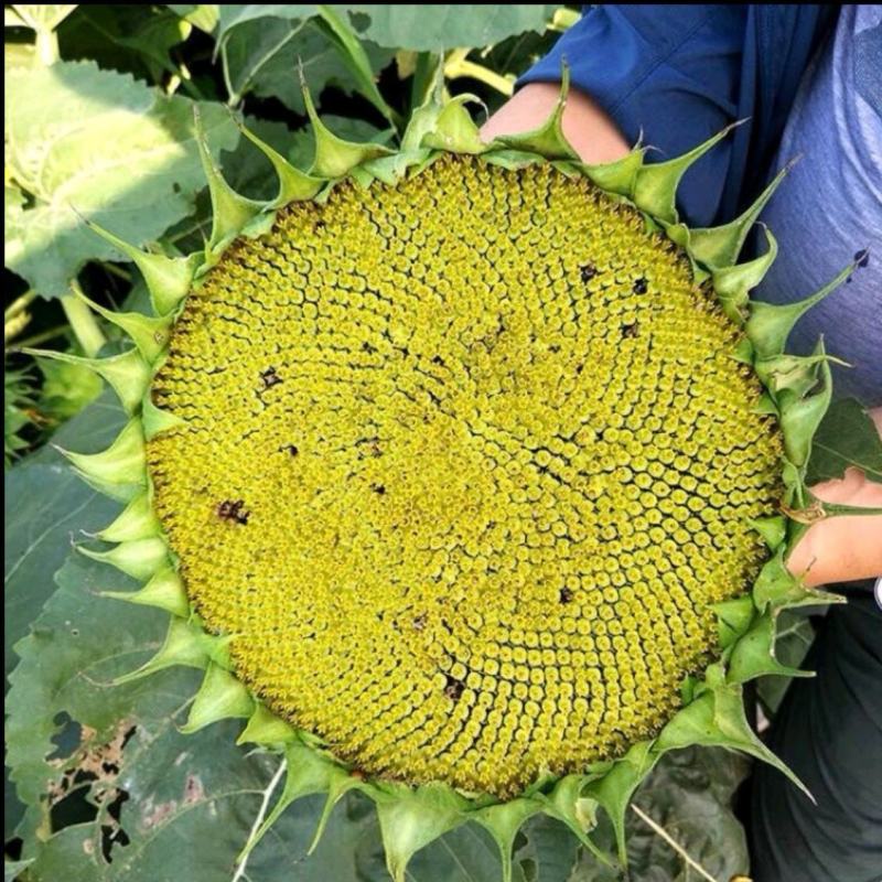 大志食葵向日葵种子观赏向日葵农家庭院阳台种植花卉种子