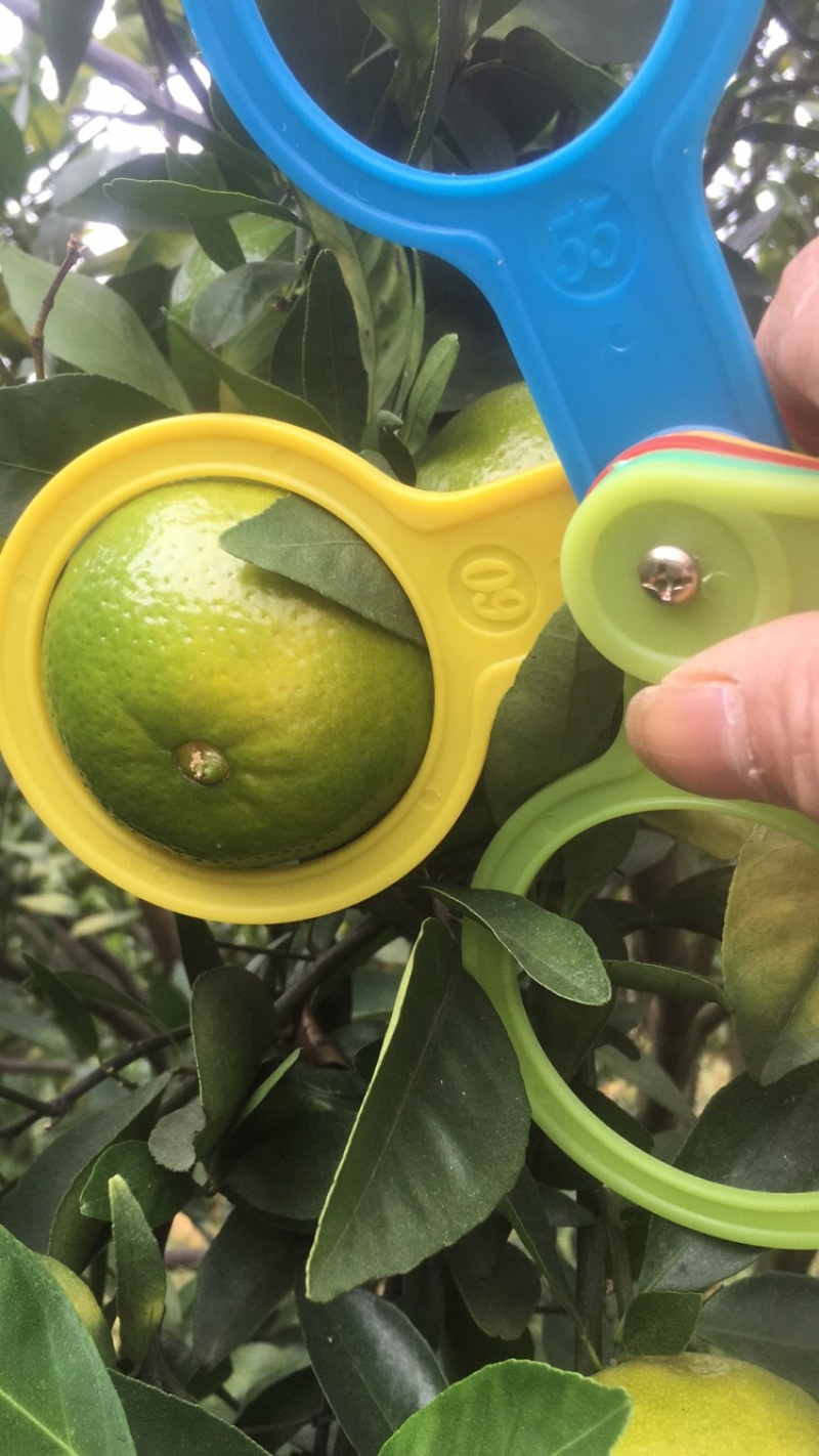 皇帝贡柑