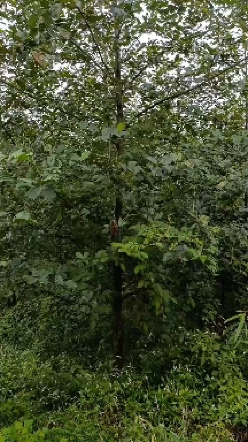 桤木树（青木树）成都各种规格齐全，量大从优欢迎订购