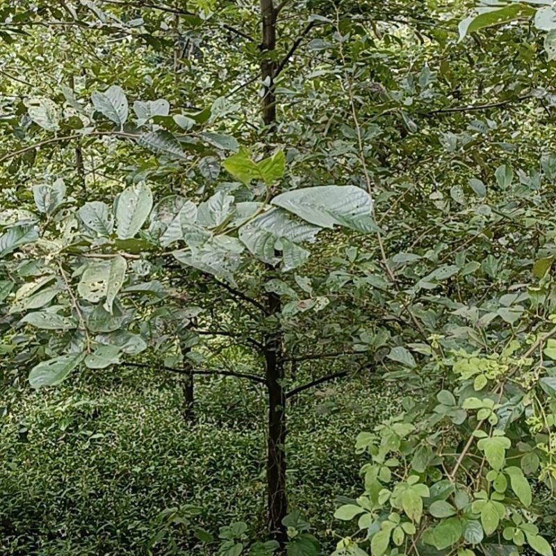 桤木树（青木树）成都各种规格齐全，量大从优欢迎订购