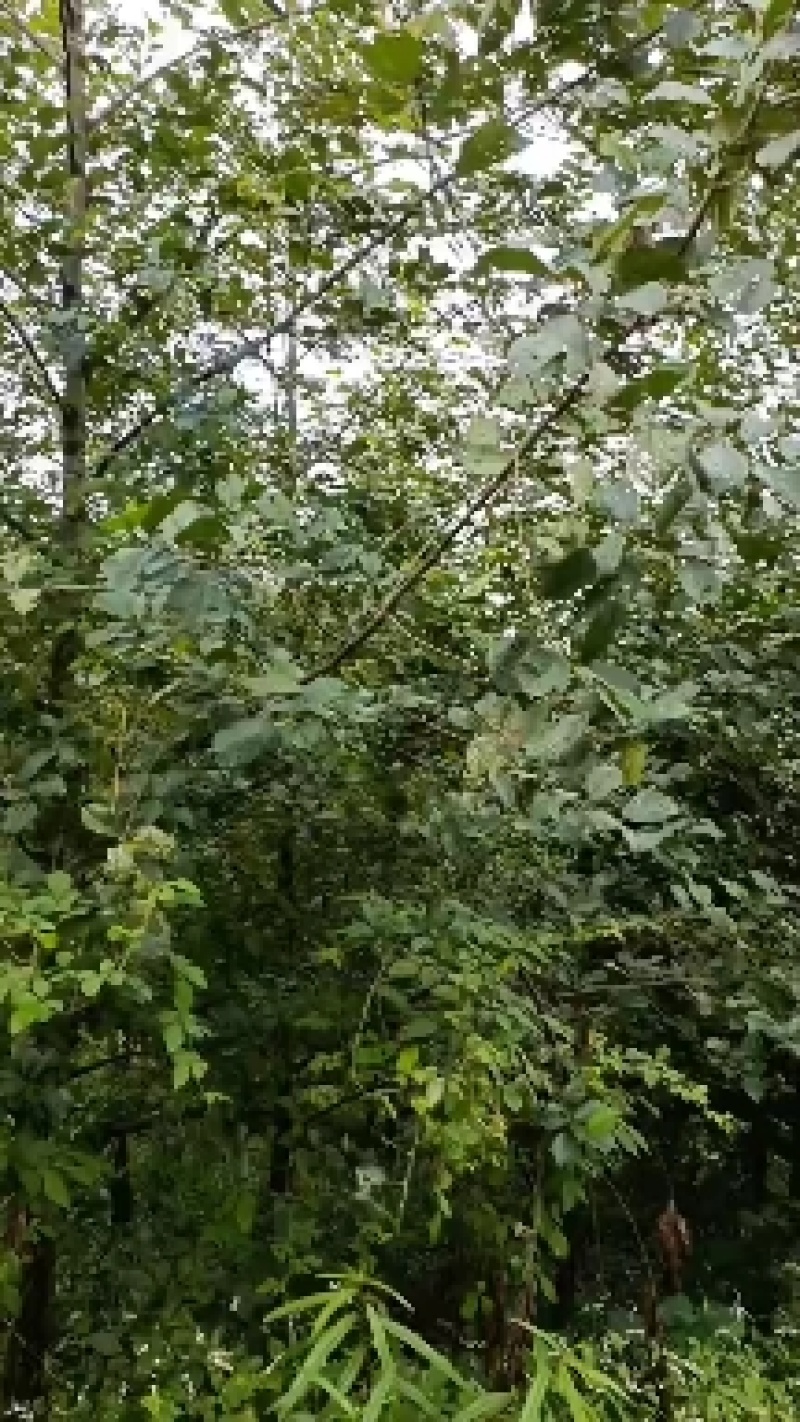 桤木树（青木树）成都各种规格齐全，量大从优欢迎订购