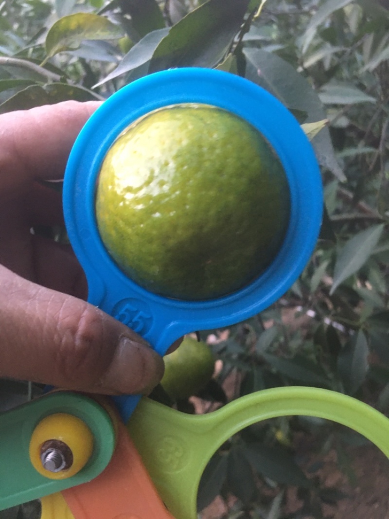 陈皮柑