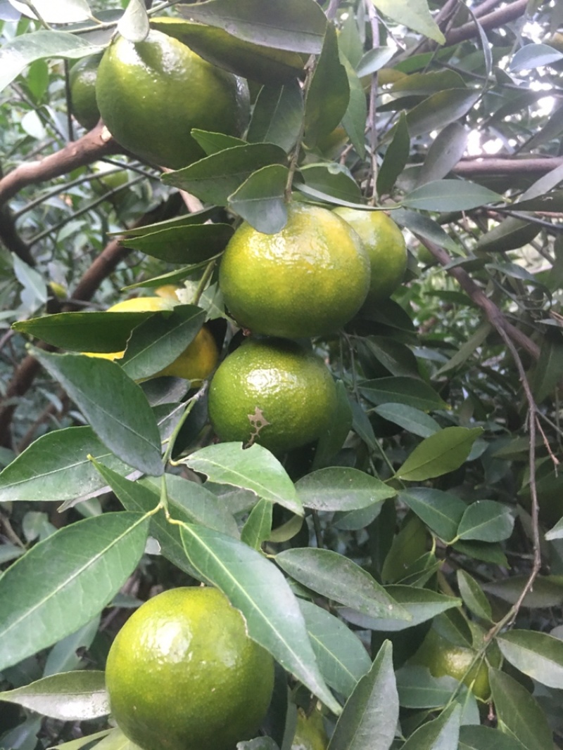 陈皮柑