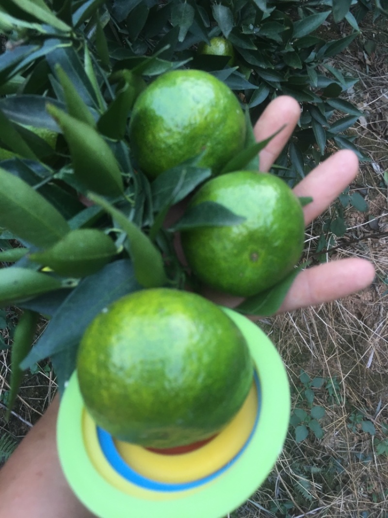 陈皮柑