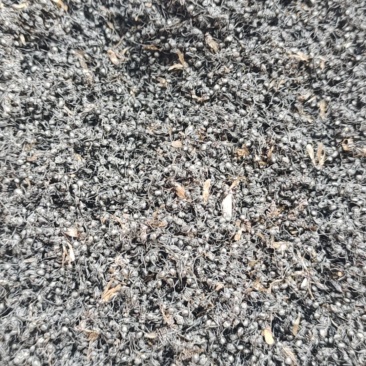 黑蚂蚁，中药材黑蚂蚁，量大从优，一手货源