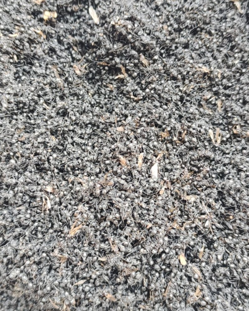 黑蚂蚁，中药材黑蚂蚁，量大从优，一手货源