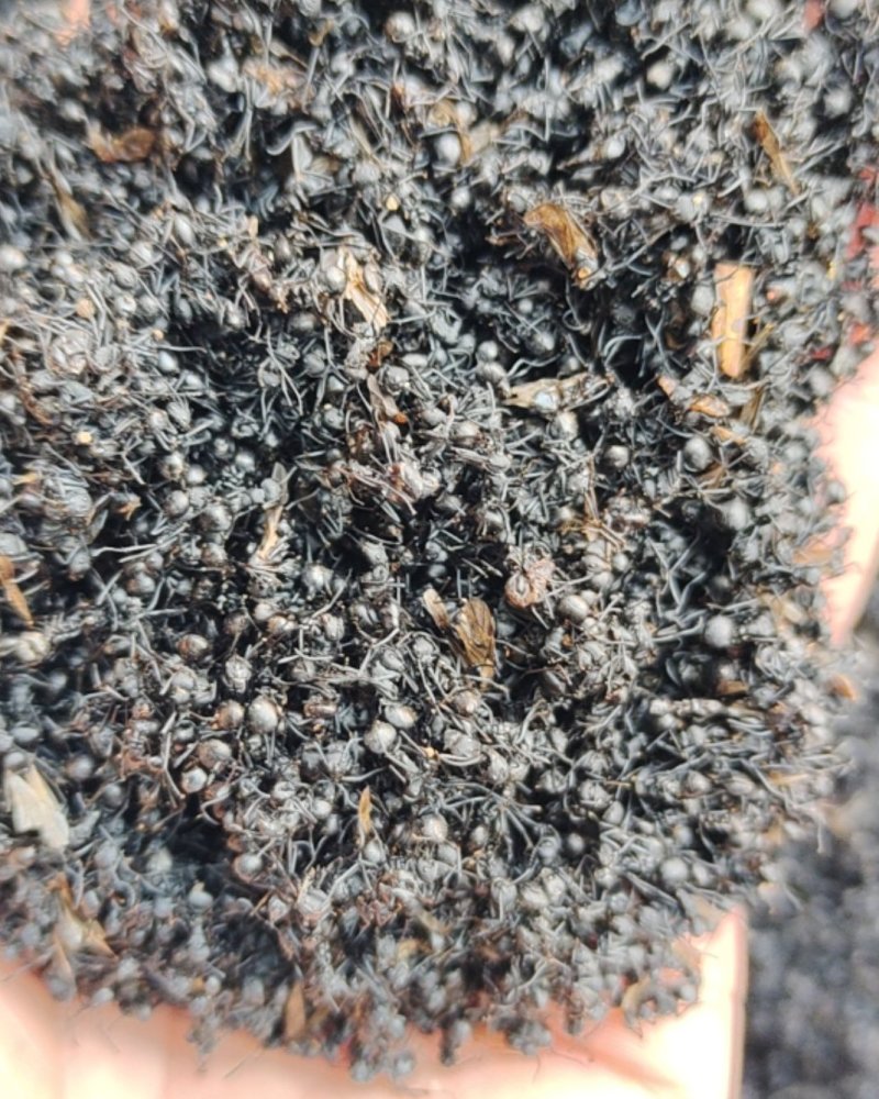 黑蚂蚁，中药材黑蚂蚁，量大从优，一手货源