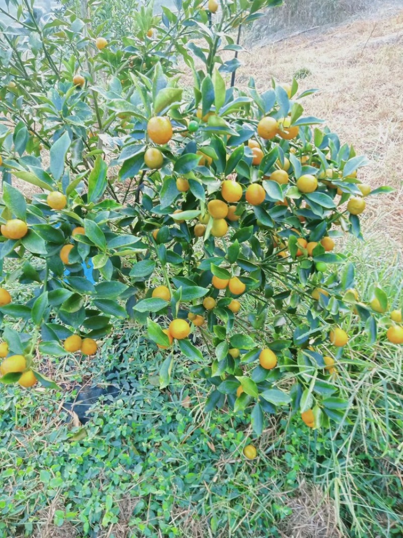 融安滑皮金桔，脆蜜金桔🍊