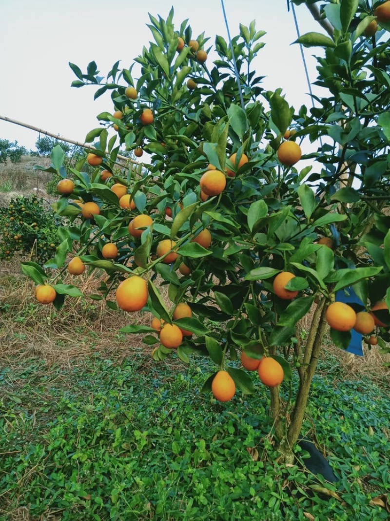 融安滑皮金桔，脆蜜金桔🍊