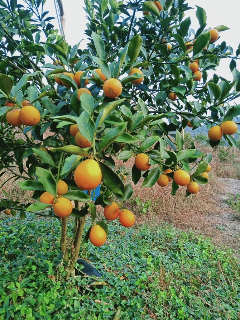 融安滑皮金桔，脆蜜金桔🍊