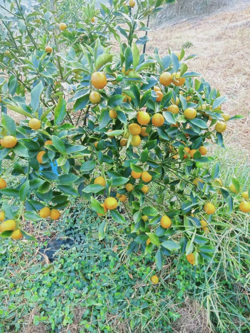 融安滑皮金桔，脆蜜金桔🍊
