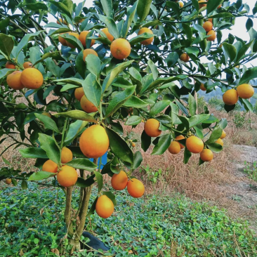 融安滑皮金桔，脆蜜金桔🍊
