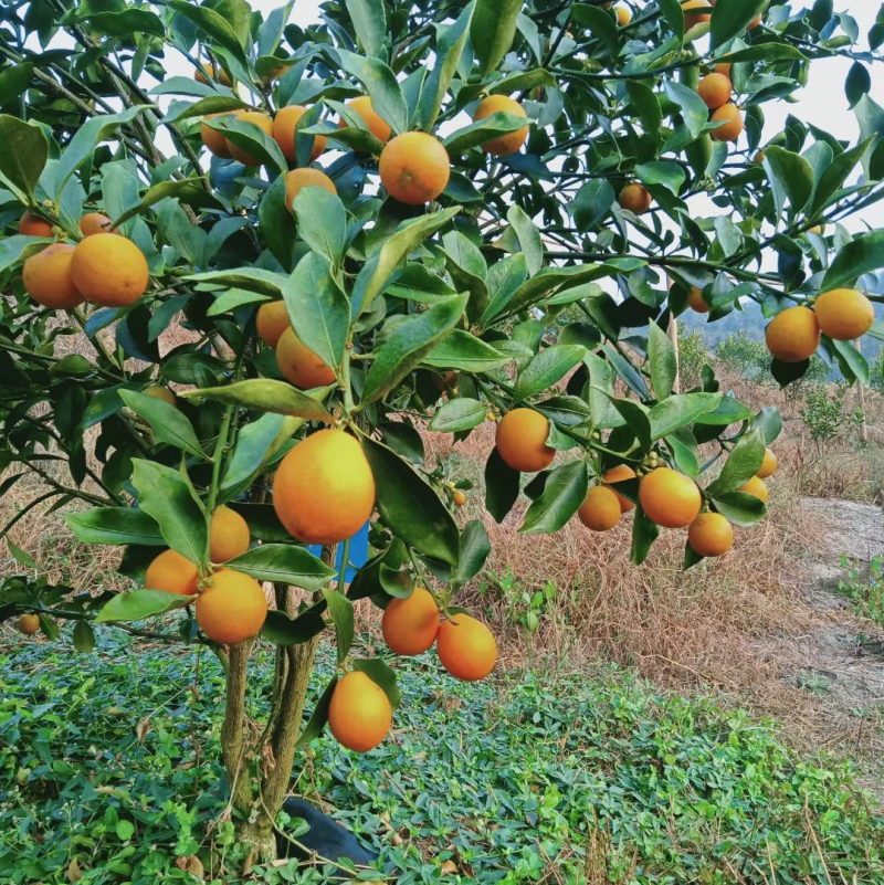 融安滑皮金桔，脆蜜金桔🍊