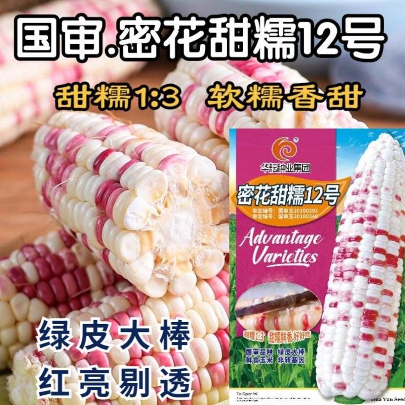 密花甜糯12号玉米种子彩甜糯国审大棒花彩糯玉米种子