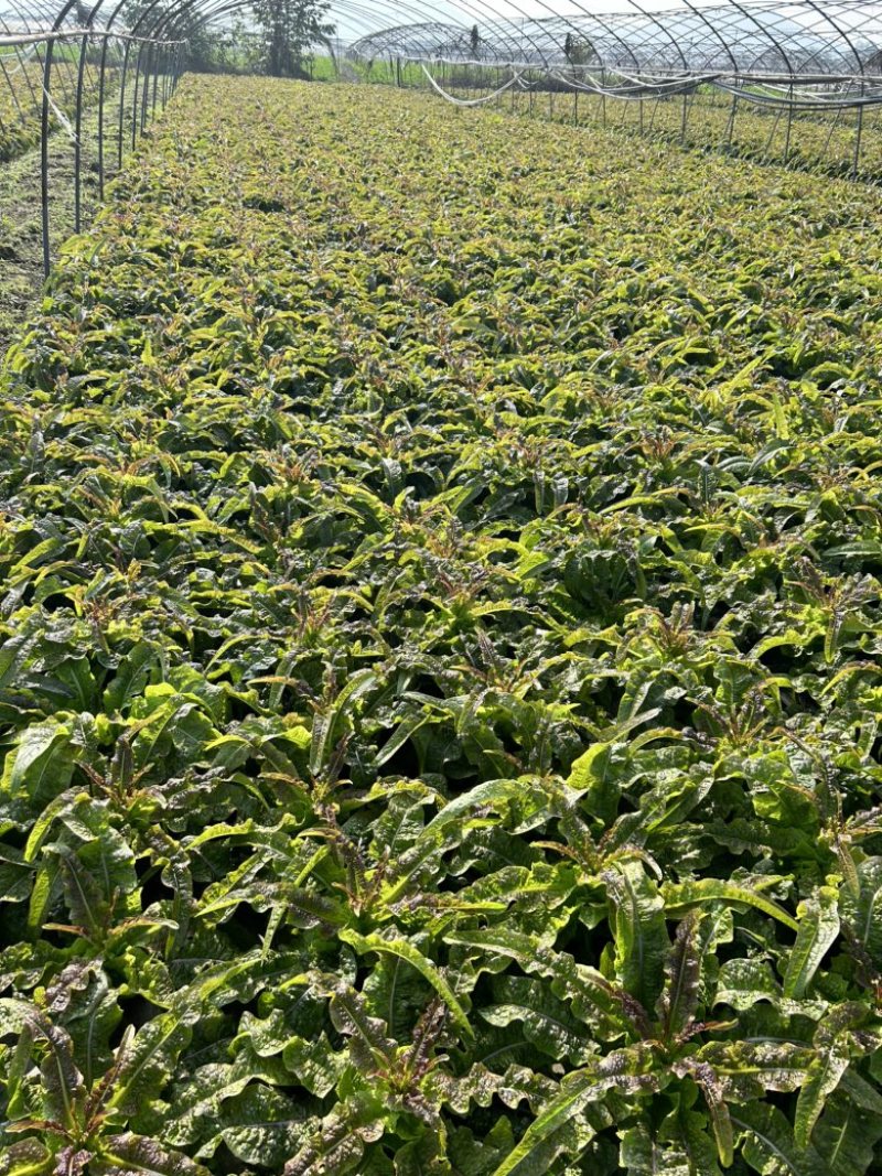 莴笋，莴笋清香脆嫩