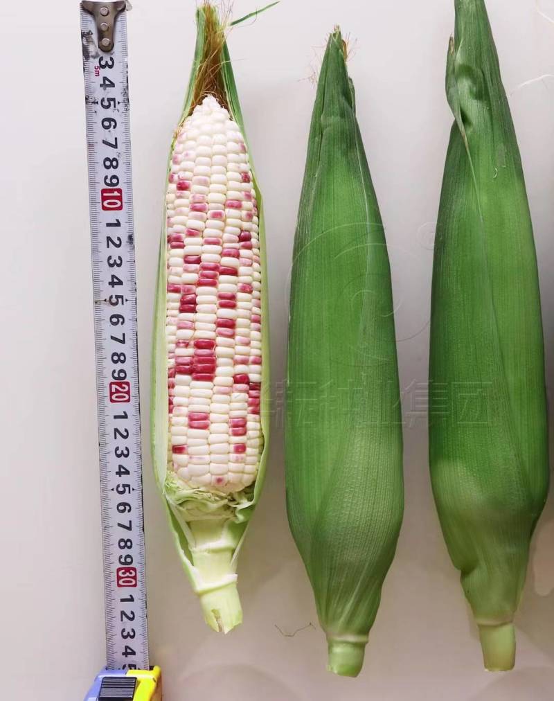 密花甜糯12号玉米种子彩甜糯国审大棒花彩糯玉米种子